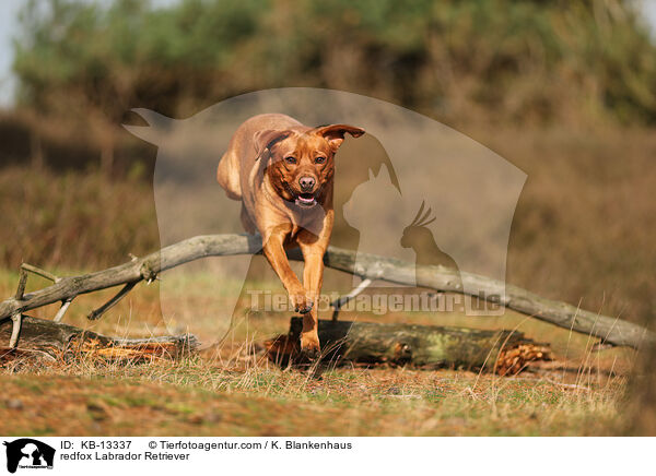 redfox Labrador Retriever / KB-13337
