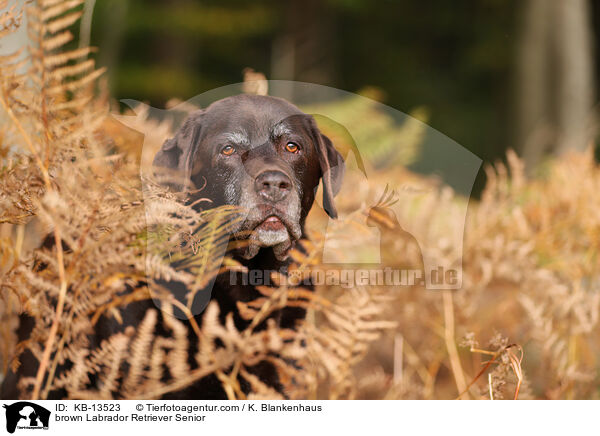 brown Labrador Retriever Senior / KB-13523