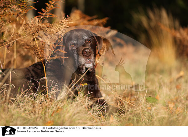 brown Labrador Retriever Senior / KB-13524