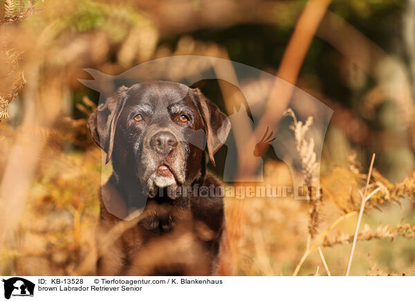 brown Labrador Retriever Senior / KB-13528