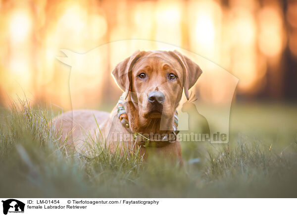 female Labrador Retriever / LM-01454