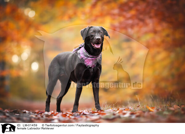 female Labrador Retriever / LM-01459