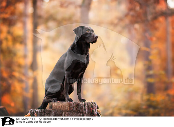 female Labrador Retriever / LM-01461