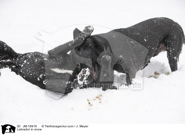Labrador in snow / JM-18916