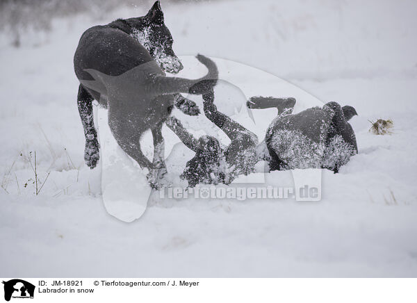 Labrador in snow / JM-18921