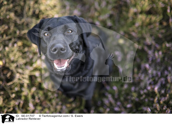 Labrador Retriever / Labrador Retriever / SE-01707