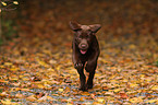 brown Labrador Retriever