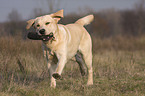 running Labrador Retriever