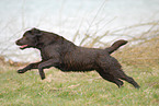 running Labrador Retriever