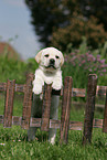 Labrador Retriever puppy at fence