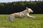 running Labrador Retriever