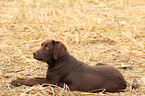 Labrador Retriever Puppy
