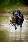 Labrador Retriever at duck hunting
