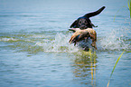 Labrador Retriever at duck hunting