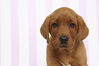 Labrador Retriever Puppy Portrait