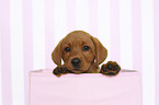Labrador Retriever Puppy in Box