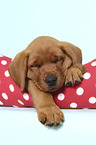 sleeping Labrador Retriever Puppy