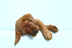 sleeping Labrador Retriever Puppy