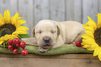 lying Labrador Puppy