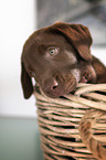 Labrador Retriever Puppy portrait