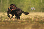 playing Labrador Retriever