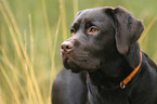 Labrador Retriever  portrait