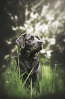 charcoal Labrador
