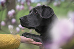 Labrador Retriever gives paw