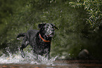 Labrador Retriever in the water