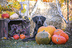 Labrador Retriever in autumn