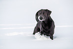 Labrador Retriever in winter