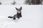 Labrador Retriever in winter