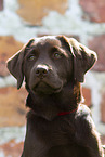 young brown Labrador