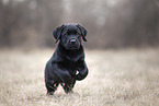 Labrador Retriever Puppy