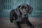 young Labrador Retriever