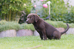 Labrador Retriever Puppy