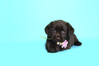 Labrador Retriever Puppy