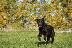 female Labrador Retriever