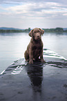 Labrador Retriever Puppy