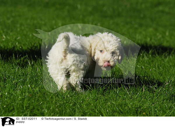 Lagotto Romagnolo Welpe / puppy / SST-02011