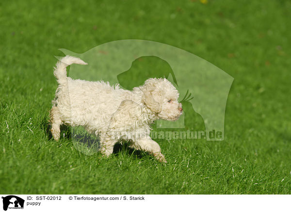 Lagotto Romagnolo Welpe / puppy / SST-02012