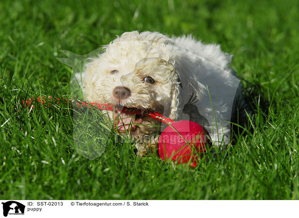 Lagotto Romagnolo Welpe / puppy / SST-02013