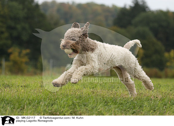 playing Lagotto Romagnolo / MK-02117
