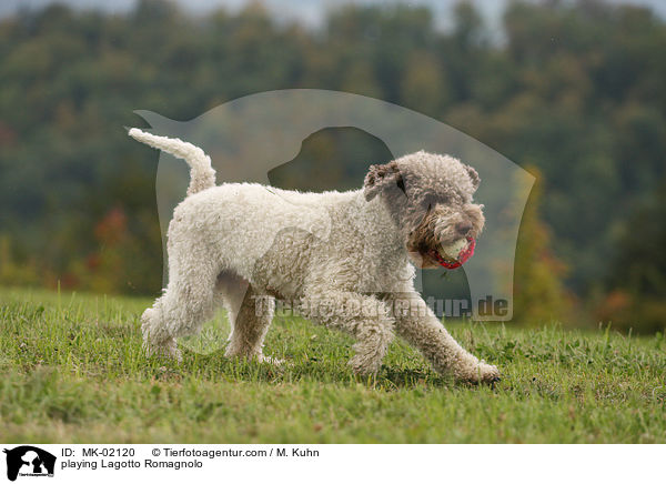playing Lagotto Romagnolo / MK-02120