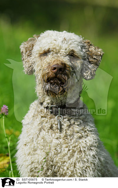 Lagotto Romagnolo Portrait / SST-05875