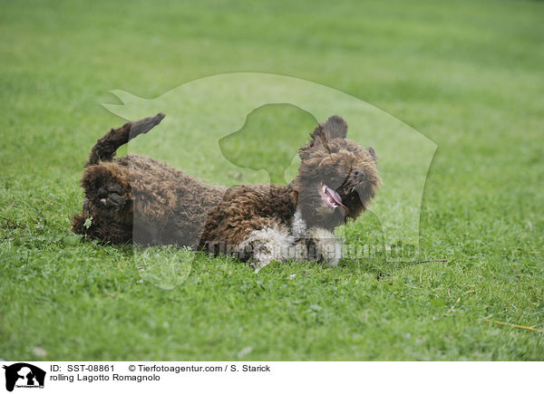 rolling Lagotto Romagnolo / SST-08861