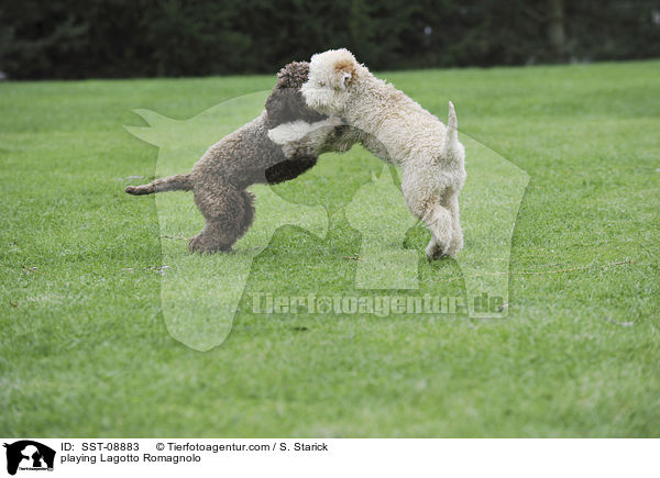 playing Lagotto Romagnolo / SST-08883