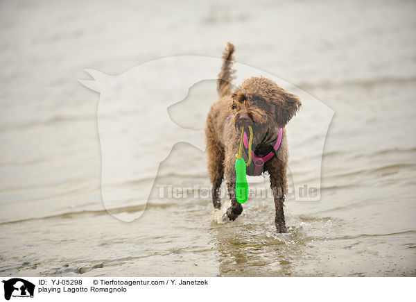 playing Lagotto Romagnolo / YJ-05298