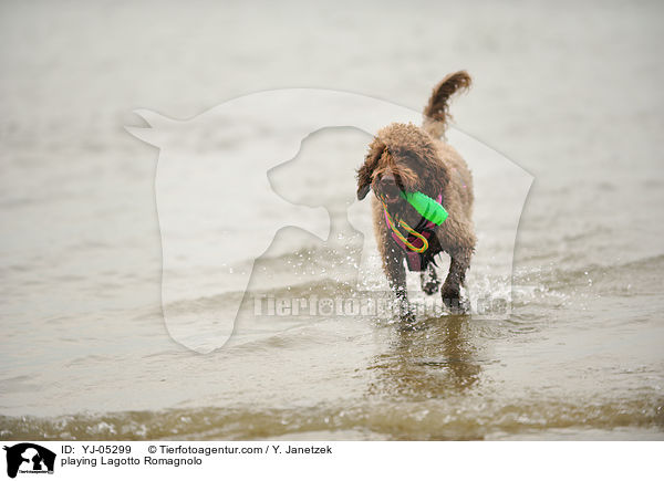 playing Lagotto Romagnolo / YJ-05299