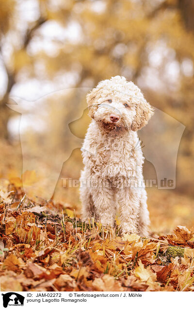 young Lagotto Romagnolo / JAM-02272